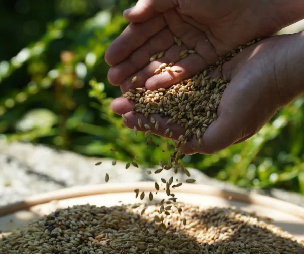 Stimmung, Naturbrauer