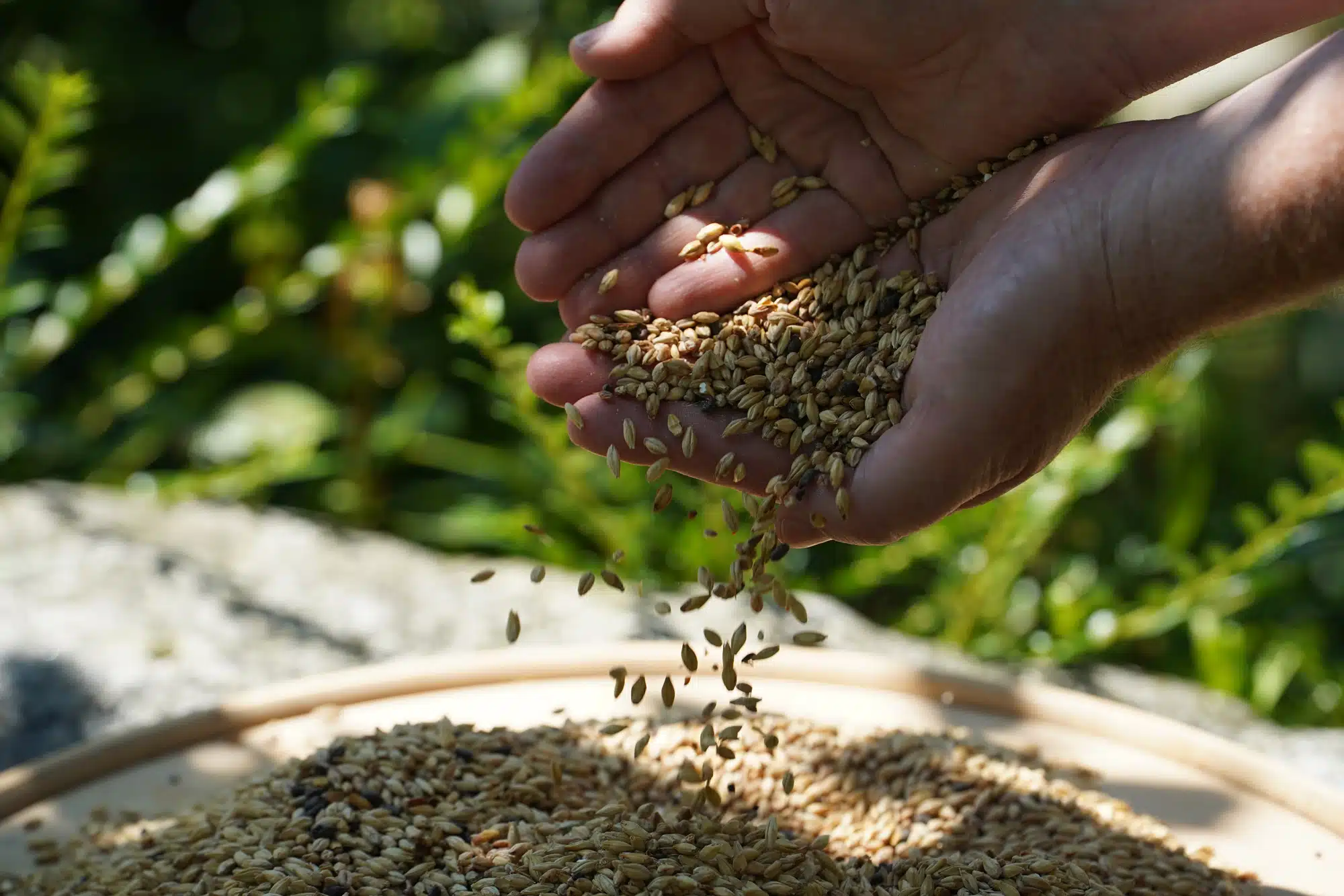 Stimmung, Naturbrauer