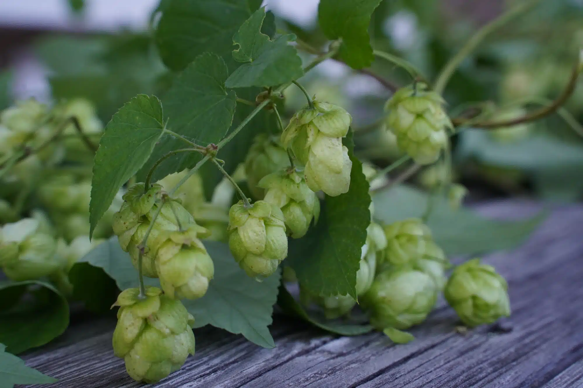 Stimmung, Naturbrauer